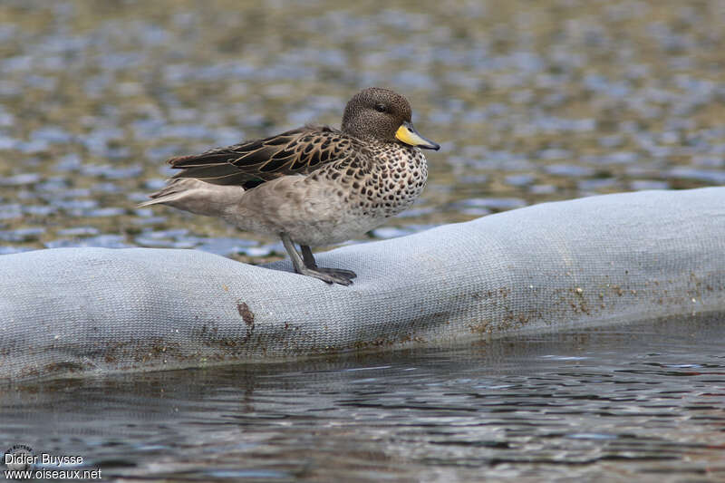 Sarcelle tachetéeadulte, identification