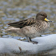 Yellow-billed Teal