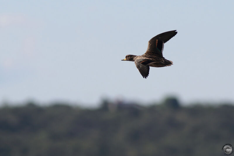 Yellow-billed Tealadult, Flight