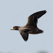 Yellow-billed Teal