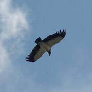 King Vulture