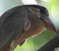 Boat-billed Heron