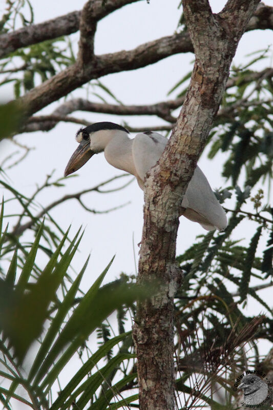 Boat-billed Heronadult breeding, identification