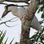 Boat-billed Heron