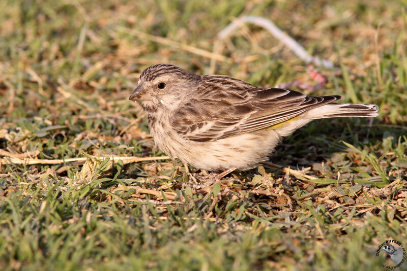 Black-throated Canaryadult, identification