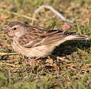 Serin à gorge noire