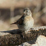 Serin alario