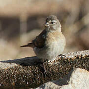 Black-headed Canary