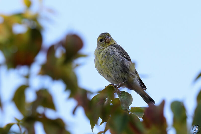 Serin des Canaries mâle immature