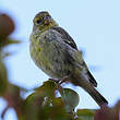 Serin des Canaries