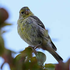 Serin des Canaries