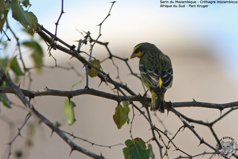 Yellow-fronted Canaryadult, identification