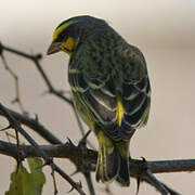 Yellow-fronted Canary