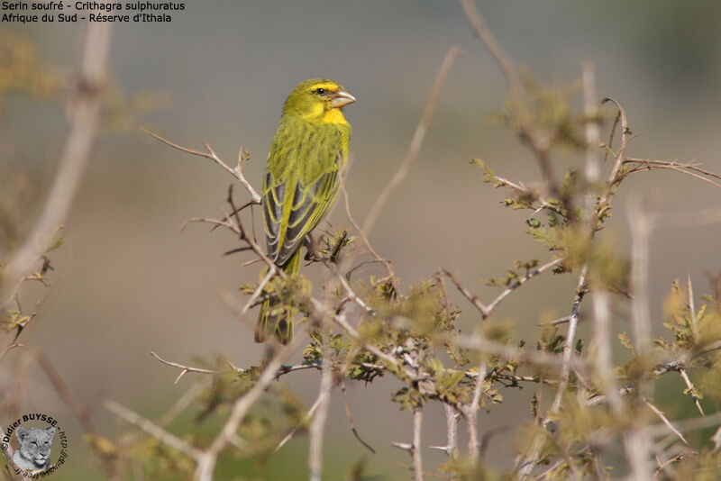 Serin soufréadulte, identification