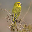 Serin soufré