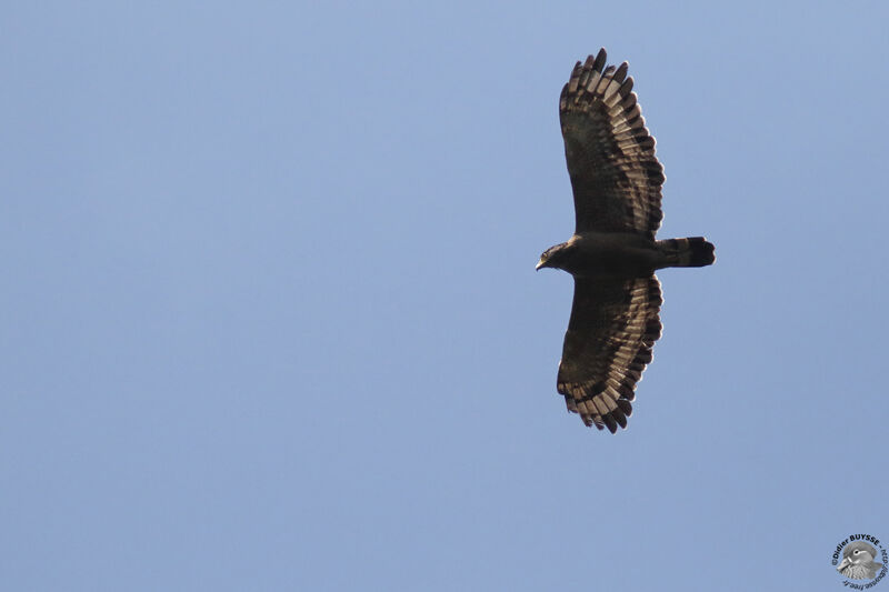 Crested Serpent Eagleadult, Flight