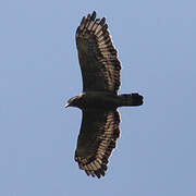 Crested Serpent Eagle