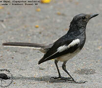 Oriental Magpie-Robin