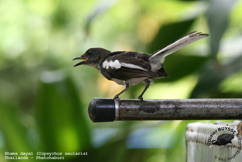 Oriental Magpie-RobinFirst year