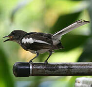 Oriental Magpie-Robin