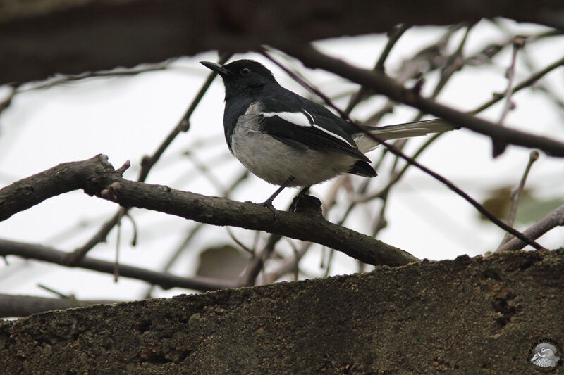 Oriental Magpie-Robinadult, identification