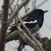 Oriental Magpie-Robin