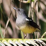 Oriental Magpie-Robin