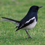 Oriental Magpie-Robin