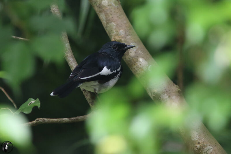 Oriental Magpie-Robin male adult breeding, identification