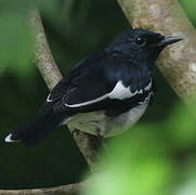 Oriental Magpie-Robin