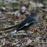 Oriental Magpie-Robin