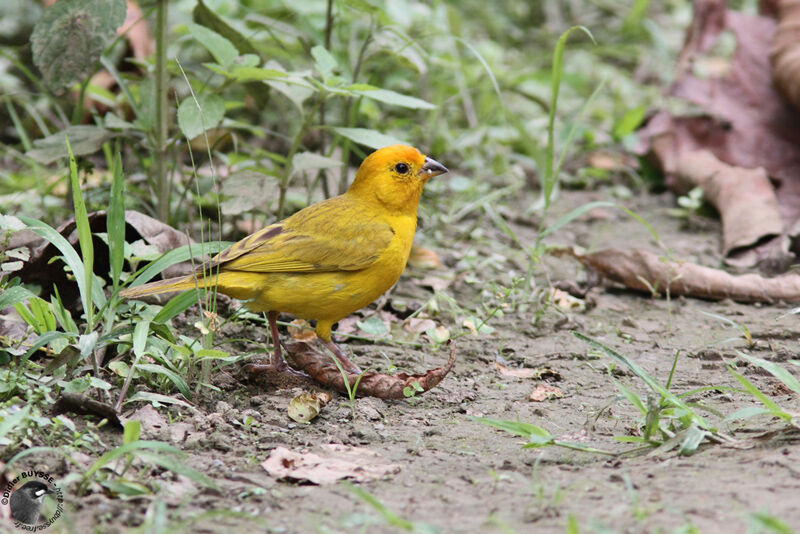 Saffron Finchadult, identification