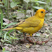 Saffron Finch