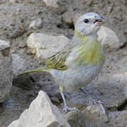 Saffron Finch