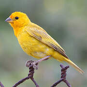 Saffron Finch