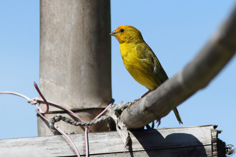 Saffron Finch male adult, identification