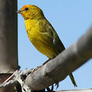 Saffron Finch