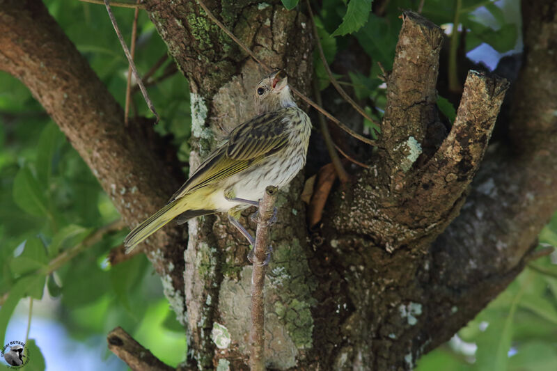 Saffron Finch, identification