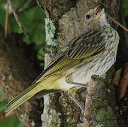 Saffron Finch