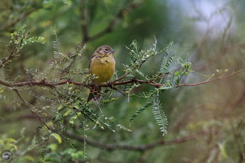 Grassland Yellow Finch