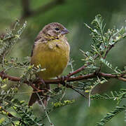 Grassland Yellow Finch