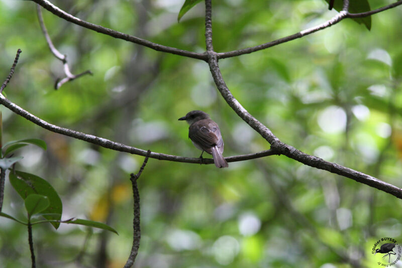 Mangrove Whistleradult, identification