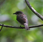 Mangrove Whistler