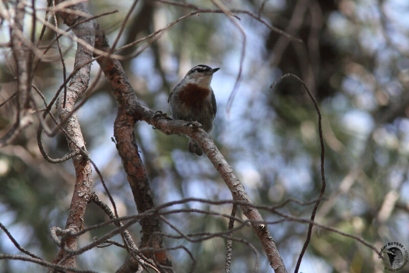 Krüper's Nuthatch male adult, identification