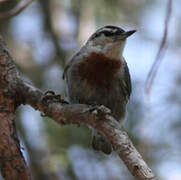 Krüper's Nuthatch