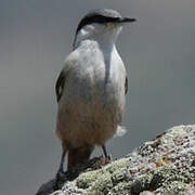 Western Rock Nuthatch