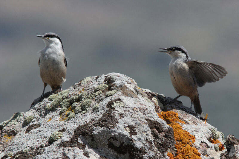 Western Rock Nuthatch adult, identification