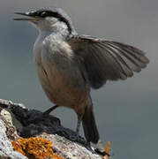 Western Rock Nuthatch