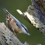 Eurasian Nuthatch