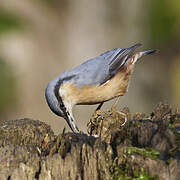 Eurasian Nuthatch